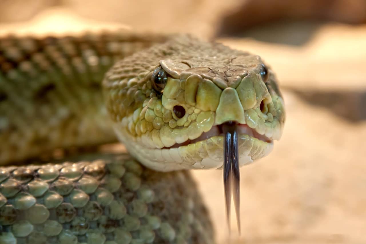 Serpent - Avipur Basse Normandie