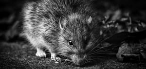 Rongeurs – Rats – Avipur Basse Normandie