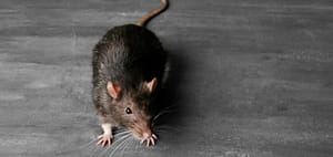 Rongeurs – Rats – Avipur Basse Normandie